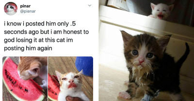 Cats Make The Biggest Messes Eating, But At Least It's Funny