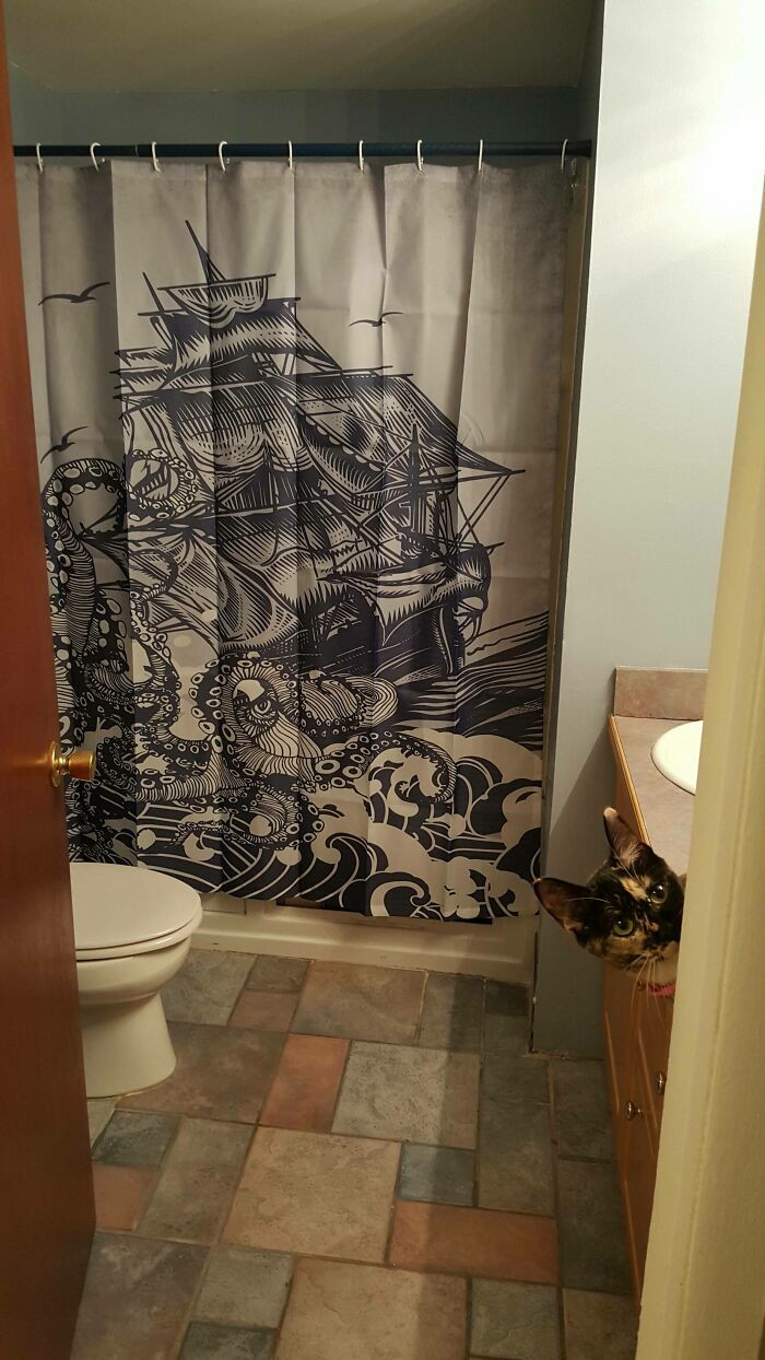 14. My Cat's on Board This New Shower Curtain