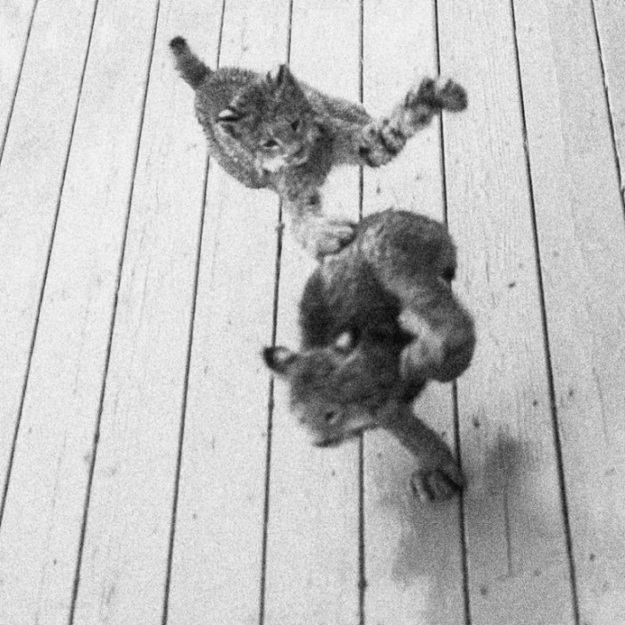 They are the only cats native to Alaska.