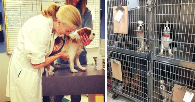 Volunteers Carried Out a Rescue Operation in a Breeding Farm and Saved 108 Abused Dogs