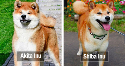 Different Dog Breeds That People Often Confuse And How To Tell Them Apart