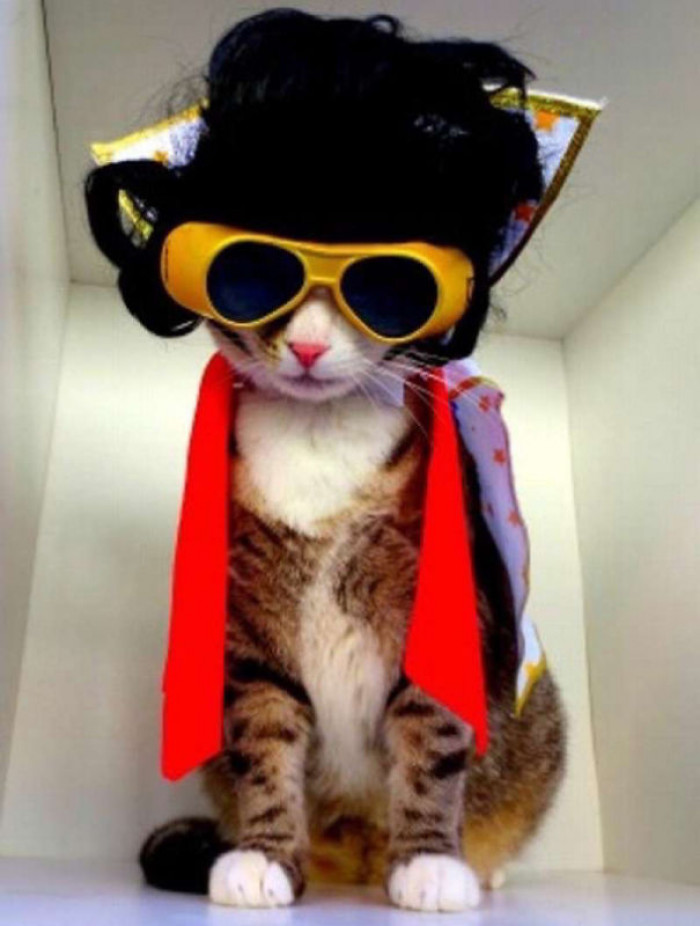 Elvis Purrsley