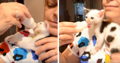 This Tiny Kitten Learned to Climb Up Her Human Mom to Get to Her Bottle, and It's the Cutest Thing You Will See Today