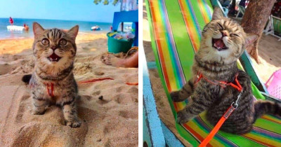 Adorable Kitty Visits The Beach For The First Time And Loved It So Much That She Just Can’t Stop Smiling