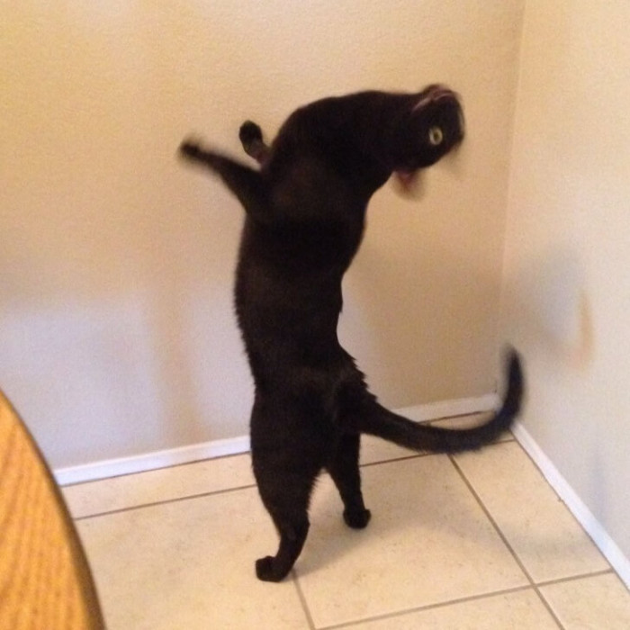 15. Dancing majestically.