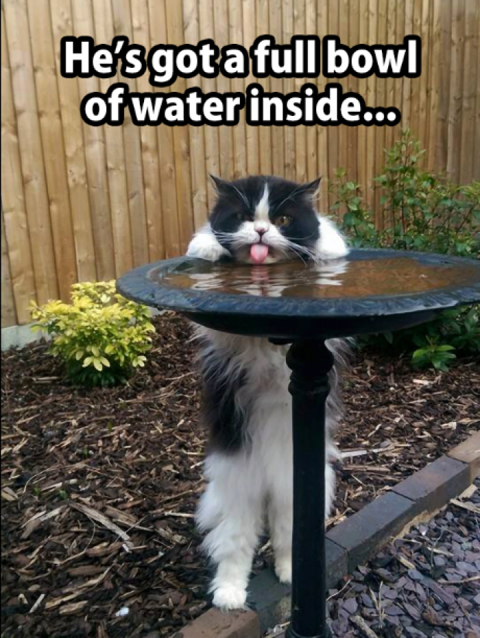 9. Cats don't care about your social norms.