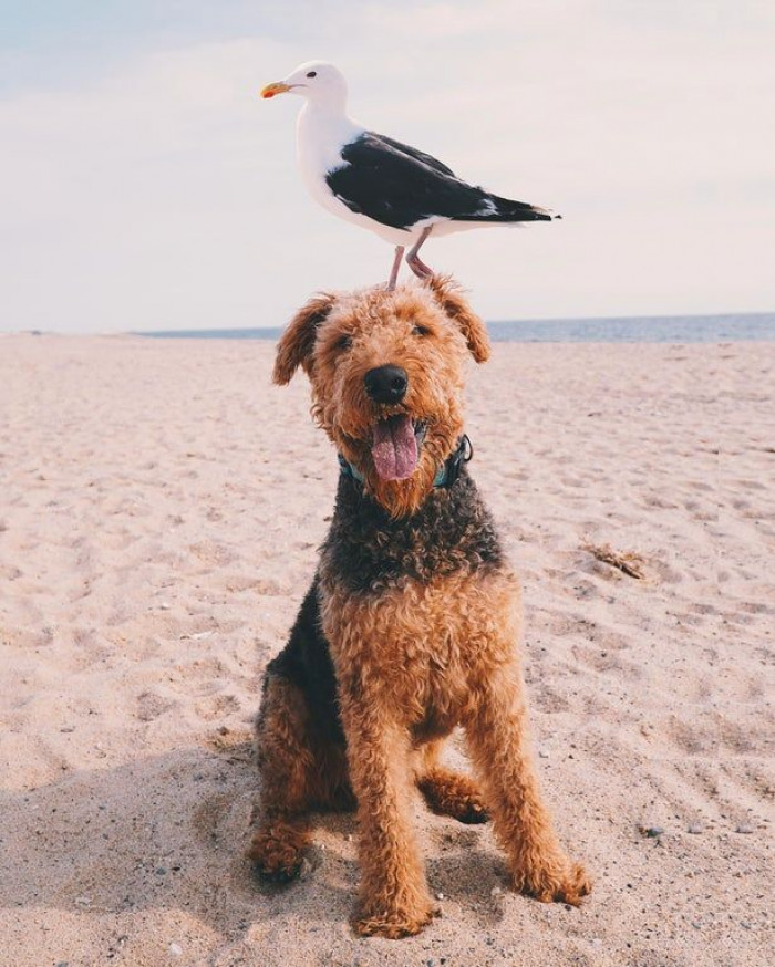 Seagulls are not famous for attacking people's dogs, although they are quite larger than they may appear.