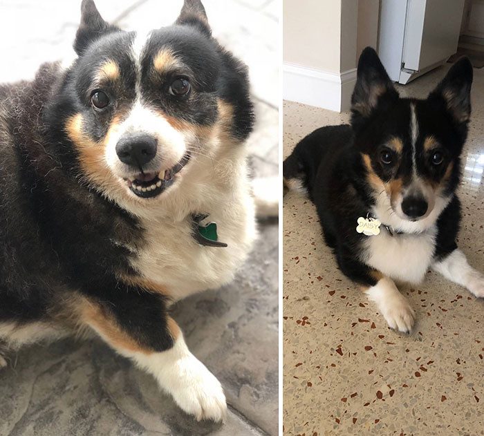 "My Sister’s Corgi: From 40 Lbs To 22 Lbs."