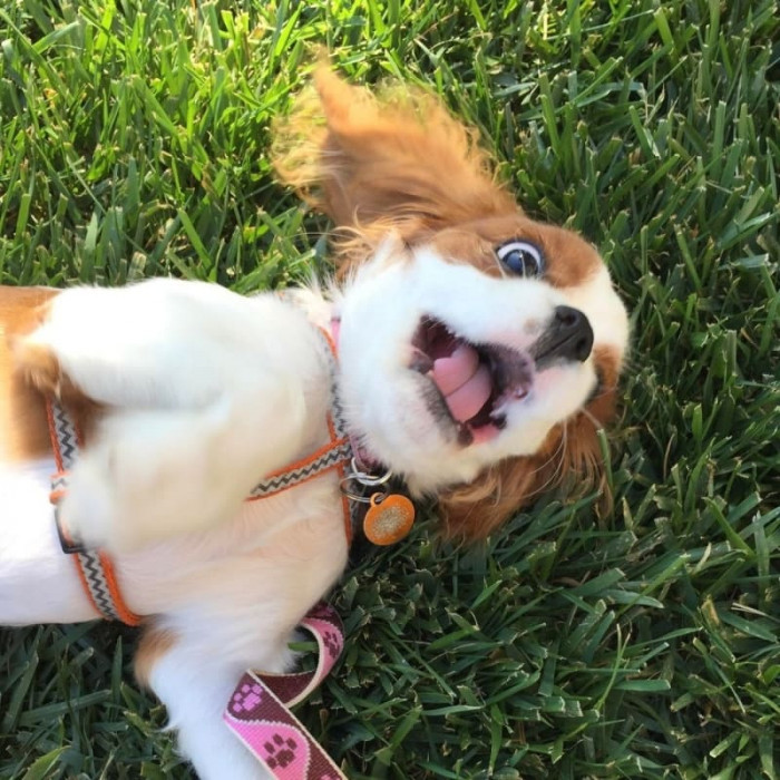 Just look how happy she is rolling around on the grass!
