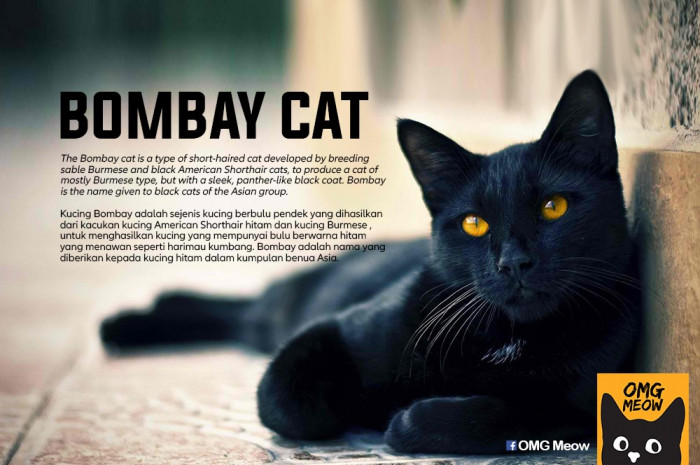 44. Bombay Cat