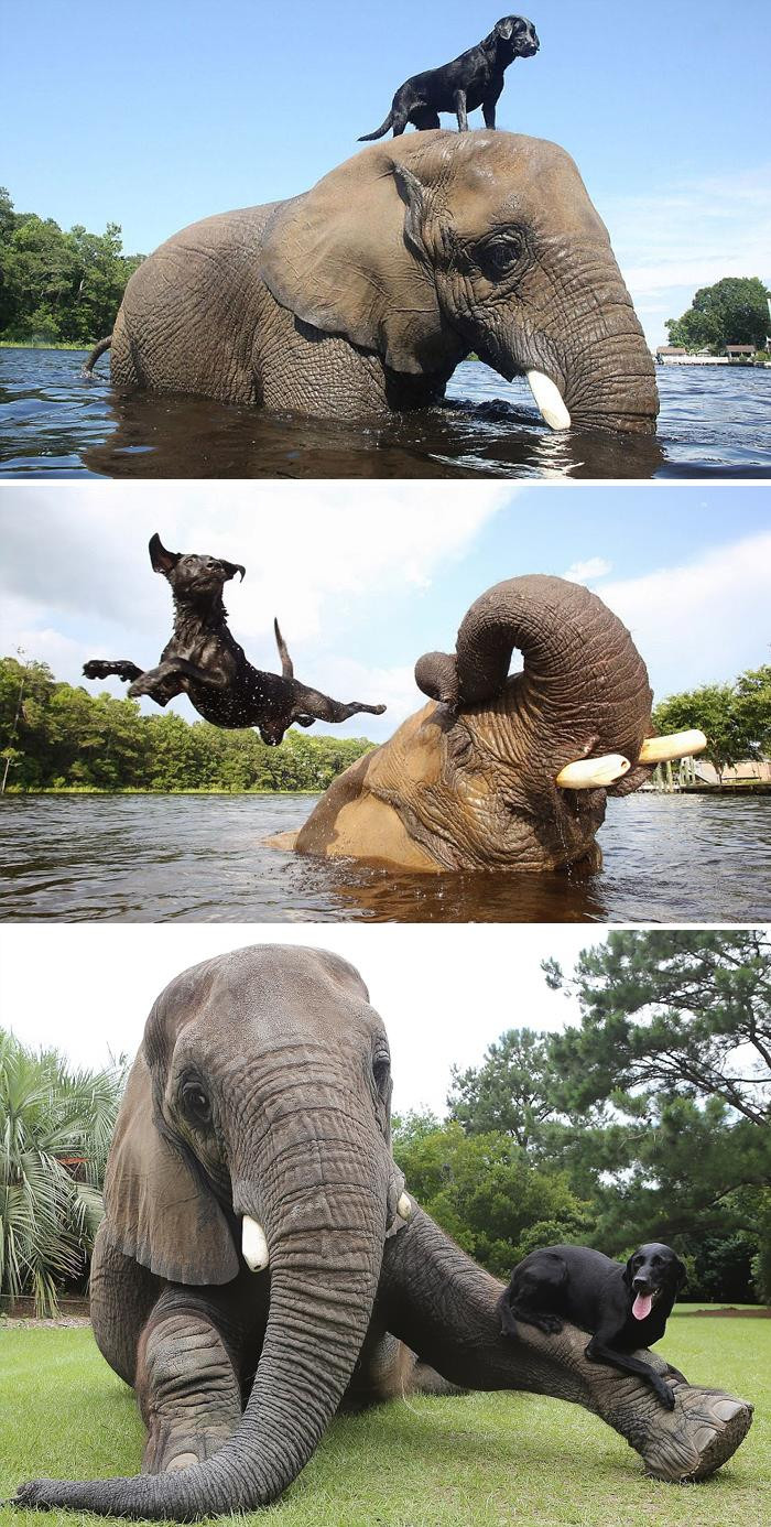 29. Bubbles The African Elephant And Bella The Black Labrador