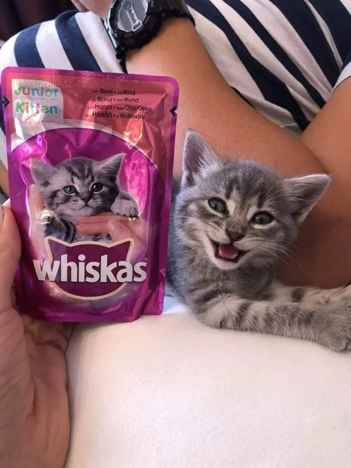 "It's ME!"https://www.reddit.com/r/aww/comments/dwoux9/its_me/