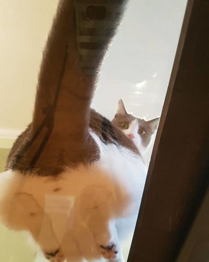 Human, please. A little privacy.