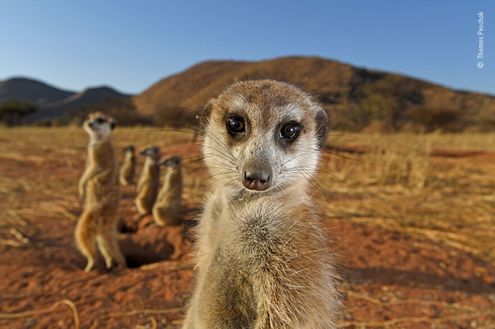 16. Meerkats Put On A Pose