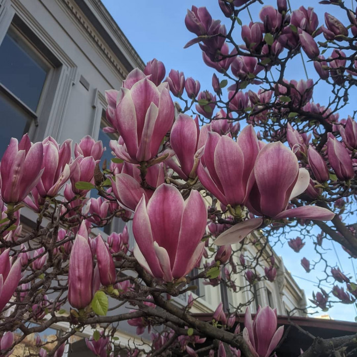 Magnolia tree used as an inspiration for pangolin