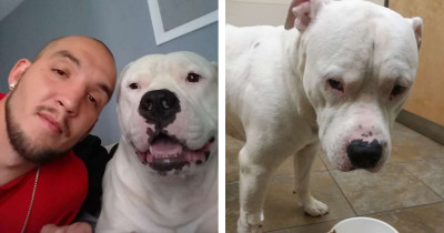 Man Puts His Car Up For Sale To Help Save His Dog's Life