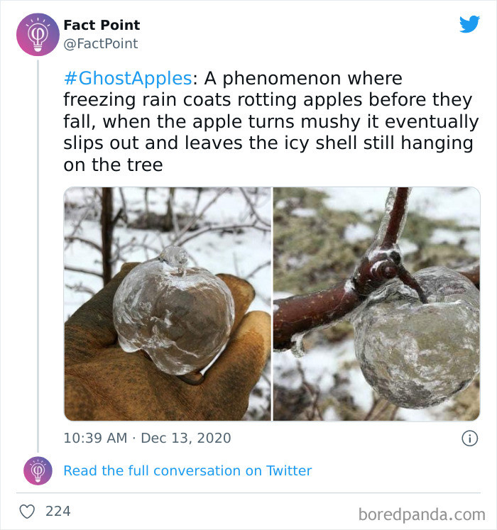 3. Have You Seen a Ghost Apple?