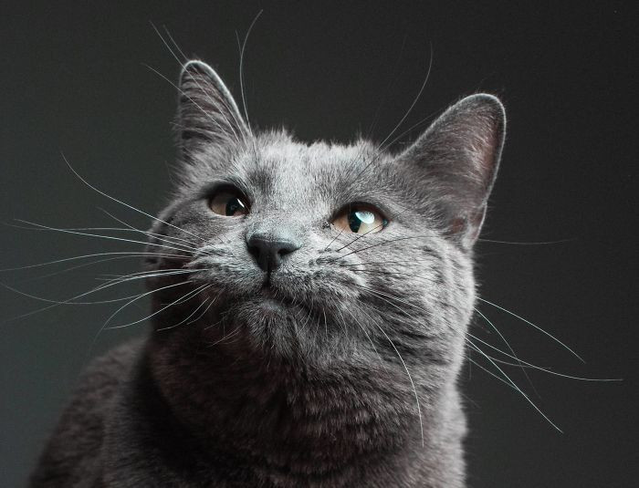 Professional portrait session, photographer photographing a cat with a lens and tripod