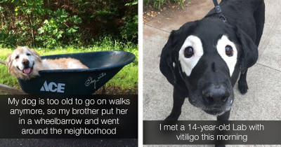 These Wholesome Pictures Of Senior Dogs And The Stories Behind Them Will Definitely Make Your Day