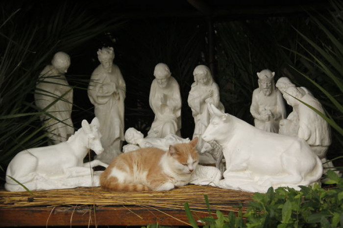 22. "A Cat In The Nativity Scene"