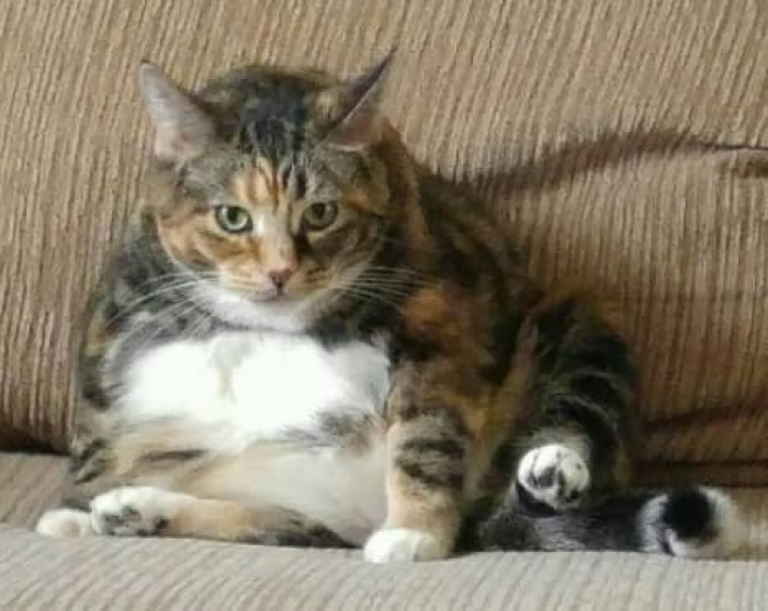 He definitely couldn't tie his shoes