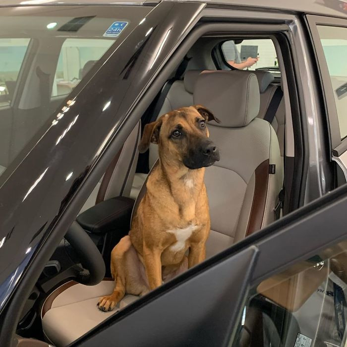 Could this dog sell you a vehicle?