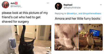 Cats Get The Funniest Haircuts To Prepare For Surgery