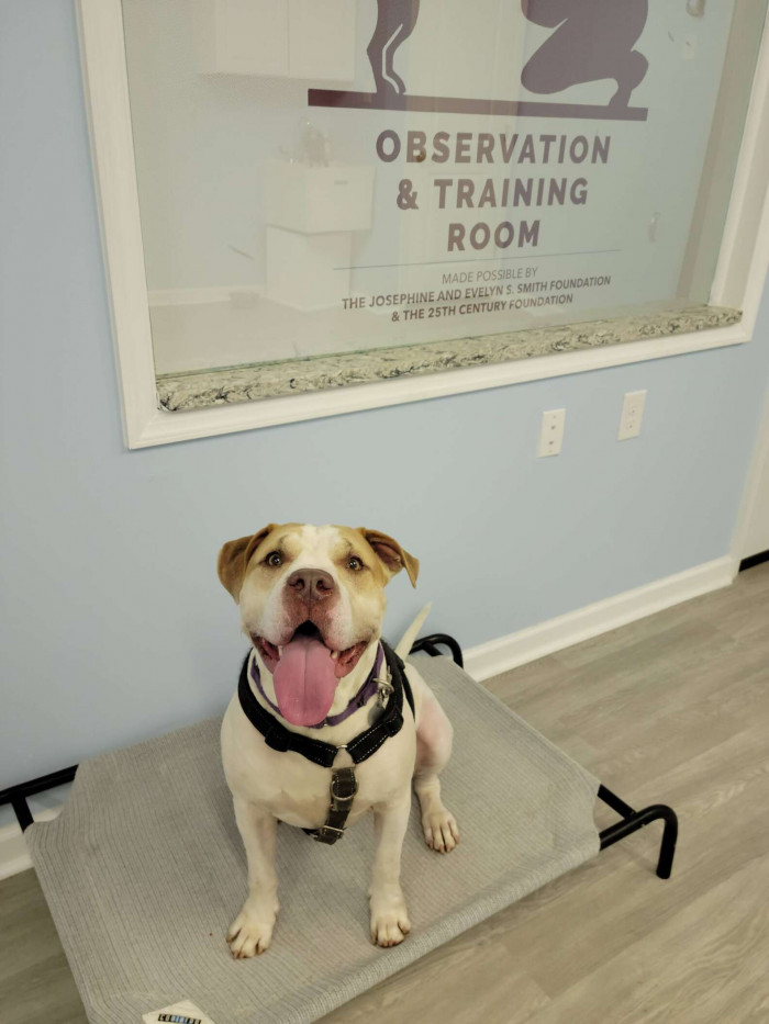 Coco is friendly with the low-key dogs after living in the shelter for a long time.