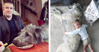 Despite Their Large Size, These Wolfhounds Still Consider Themselves Lap Dogs