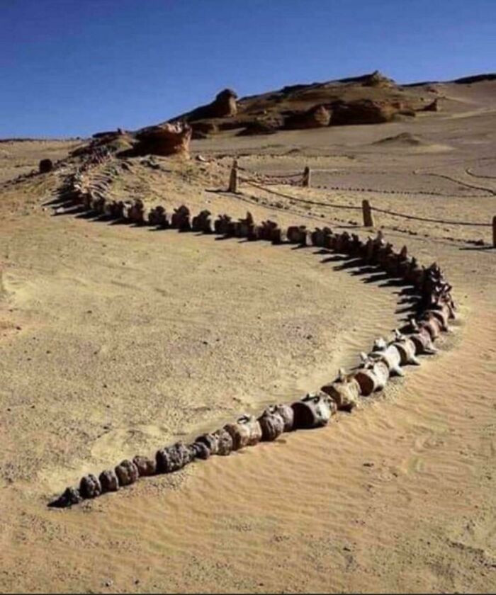 9. A Whale's Skeleton In The Hot Dunes Of Egypt