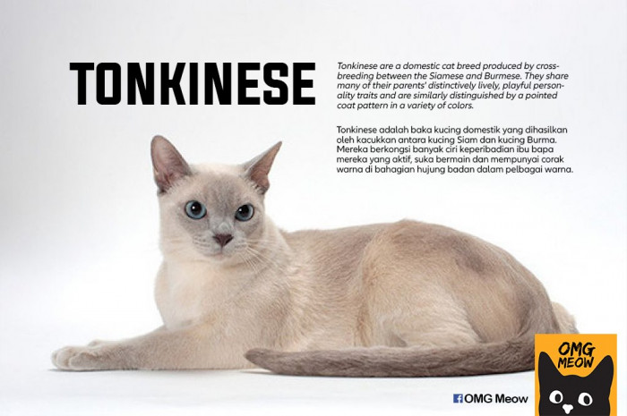 16. Tonkinese