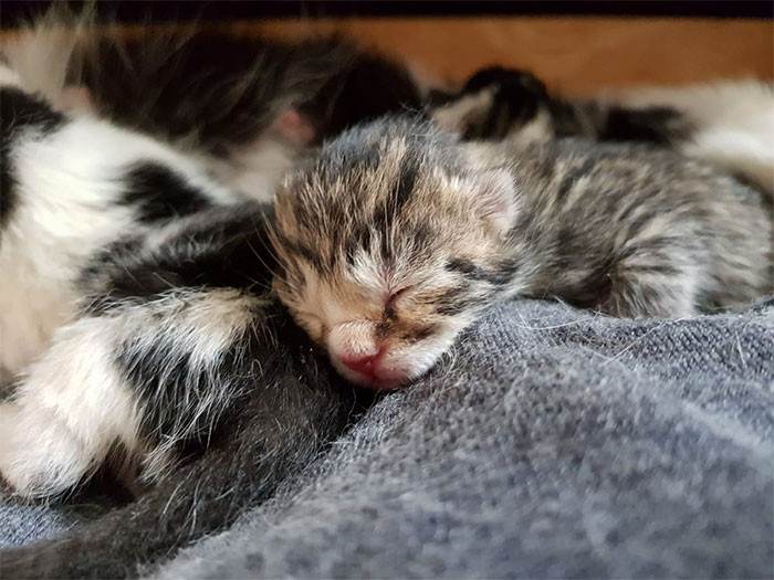 17. I will call this one Sir Snugglepants.