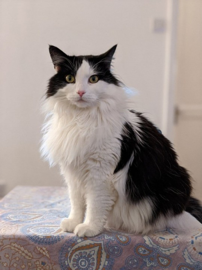 3. "Curtis’s cat is keeping a watchful eye over the proceedings"