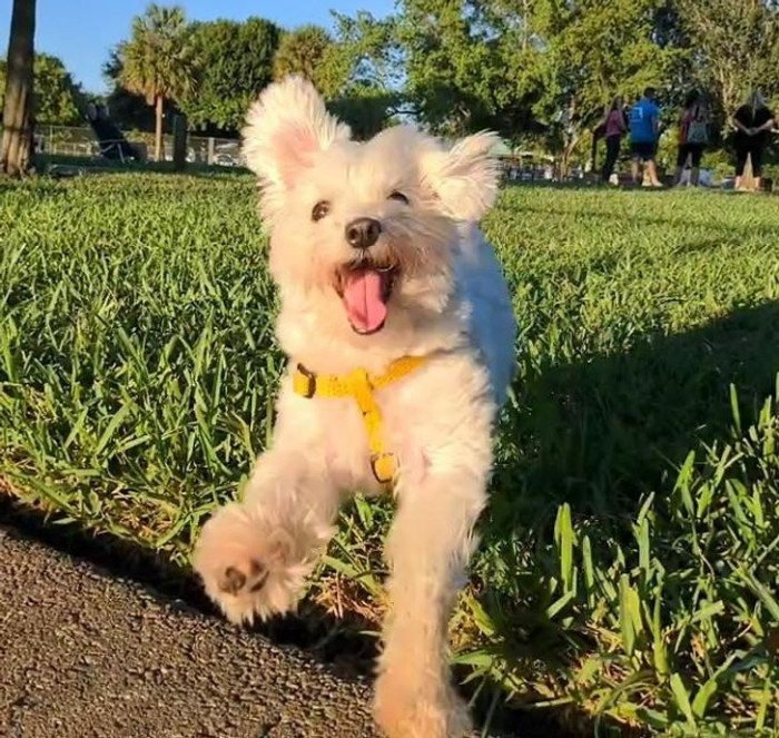 6. This dog gets overexcited to see his owner after losing sight of him at the park. Call it pure joy!