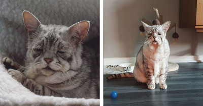 Cat Diagnosed With Ehlers-Danlos Syndrome Finally Finds A Loving Family