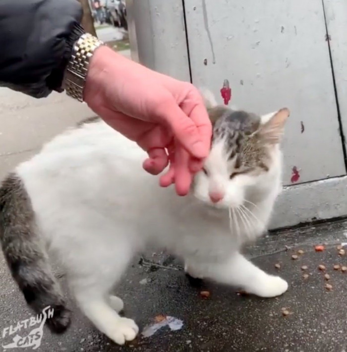 Stray Cat Begs Volunteers To Rescue Her And It's Seriously Precious