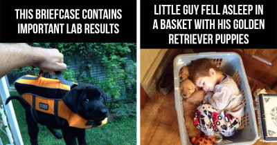 10+ Times That Retrievers Reminded Us Why Dogs Are The Best