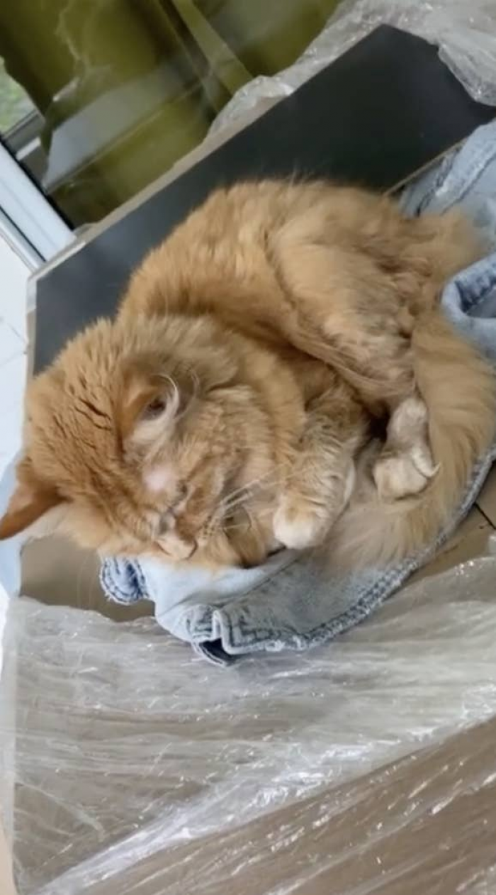 Cats Protect Eggs In This Adorable TikTok Challenge You Need To See