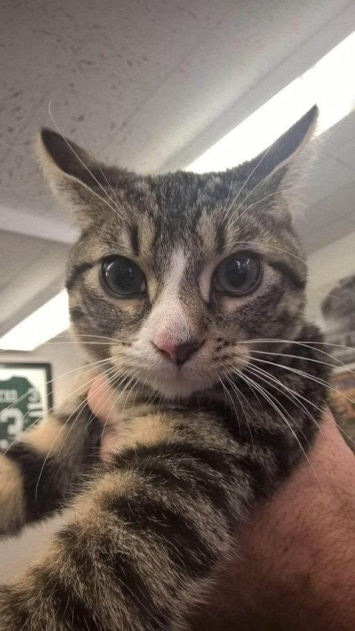 This kitten is the NYPD's friskiest officer