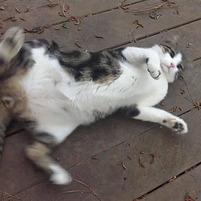 Once again, Sharoo's calm nature worked against him.