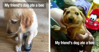 Adorable Dogs Learned That Bees And Wasps Are Not To Be Messed With