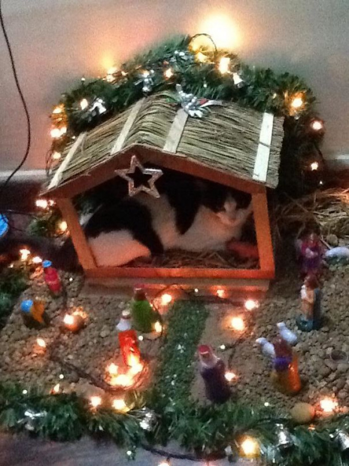 1. "My In-Law's Cat Is Really Getting Into The Christmas Spirit This Year"