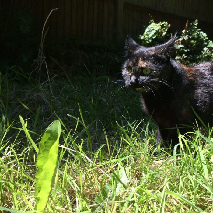 Cat wakes owner, drops large leaf onto owner’s chest, meowing.