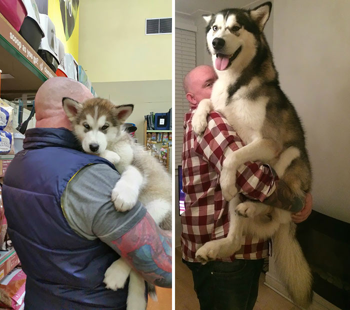 Undeniable Photographic Proof That Huskies Are The Funniest And ...