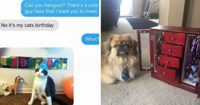 19 Times Animal Owners Were So Extra