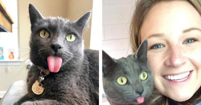 Adorable Cat Constantly Has Her Tongue Out Due to a Jaw Deformity And It's The Cutest Thing Ever