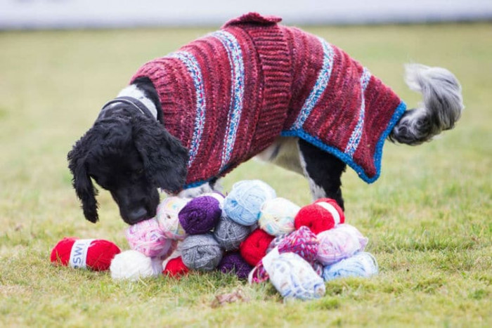 Playing with Wool Balls