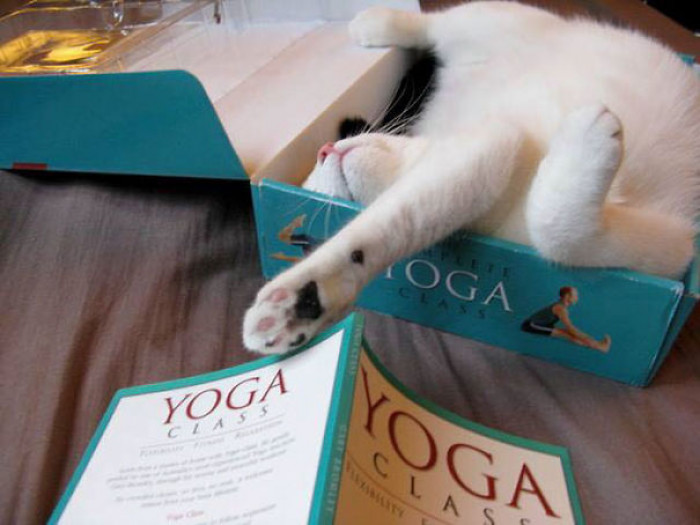 23. Cat Yoga