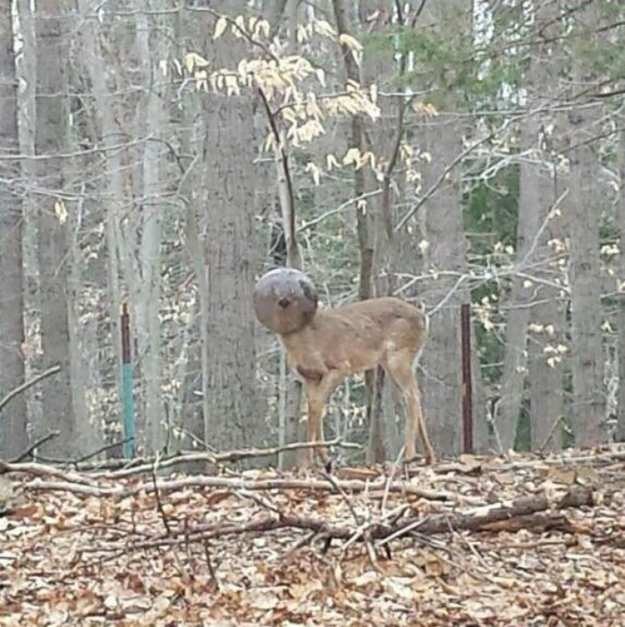 Odd Looking Deer Is Rescued After Days With No Food Or Water