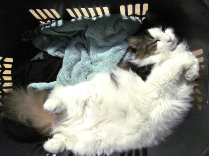 11. “Clean laundry will be considered a bed.” – root_su